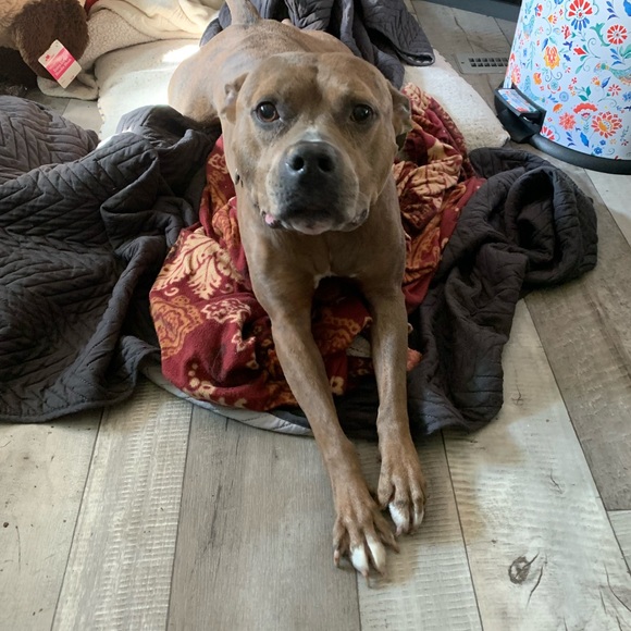 Meet your Posher, Cameron - Picture 15 of 16